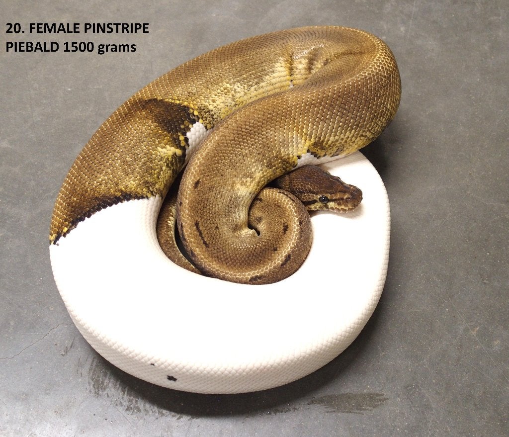 Koningspython halfwas en volwassen kweekdieren deel 1 Ball Python photo 20
