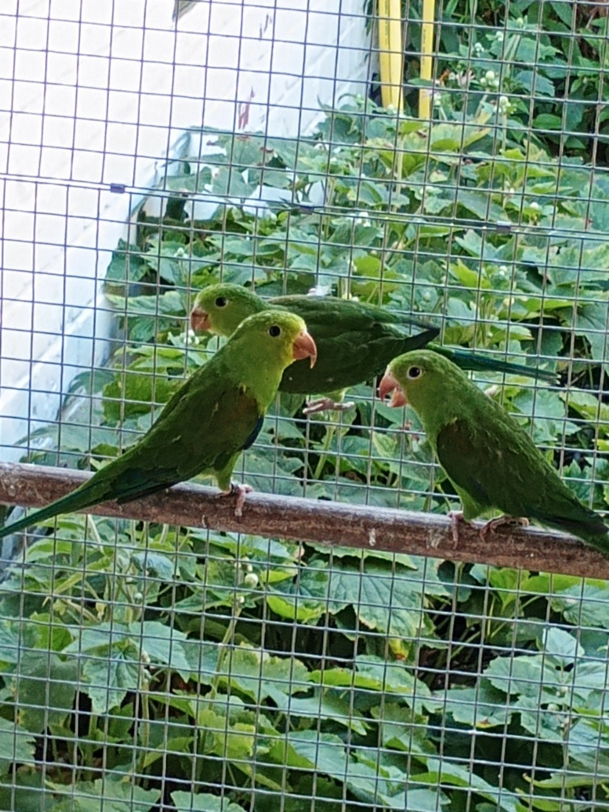 parkieten, Dieren en Toebehoren, Vogels | Parkieten en Papegaaien
