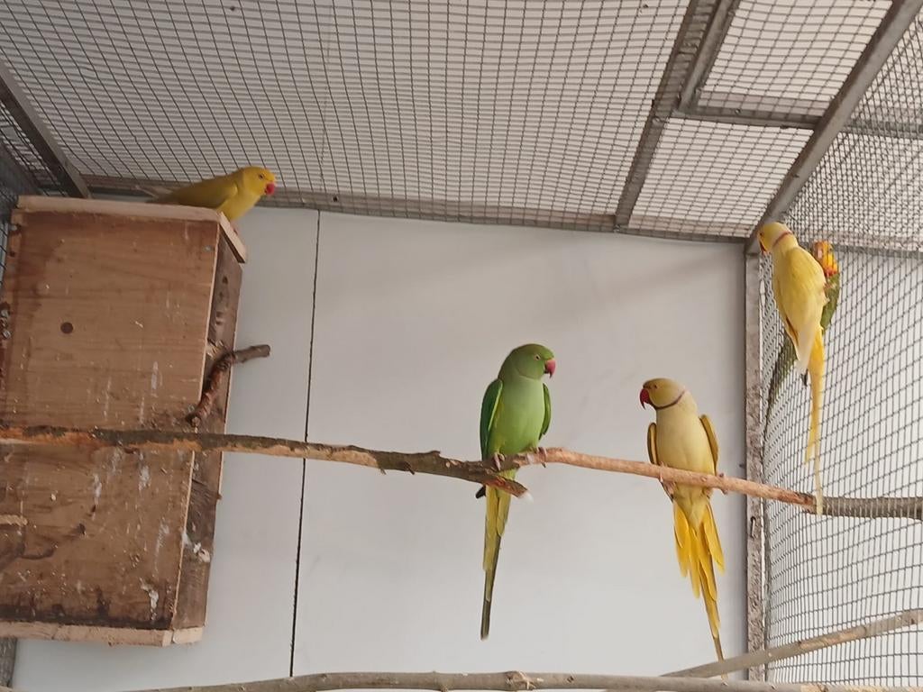 2 kweekkoppels halsbanden, Dieren en Toebehoren