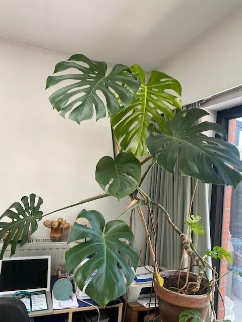 MONSTERA in pot, Ophalen, 100 tot 150 cm, Overige soorten, Halfschaduw