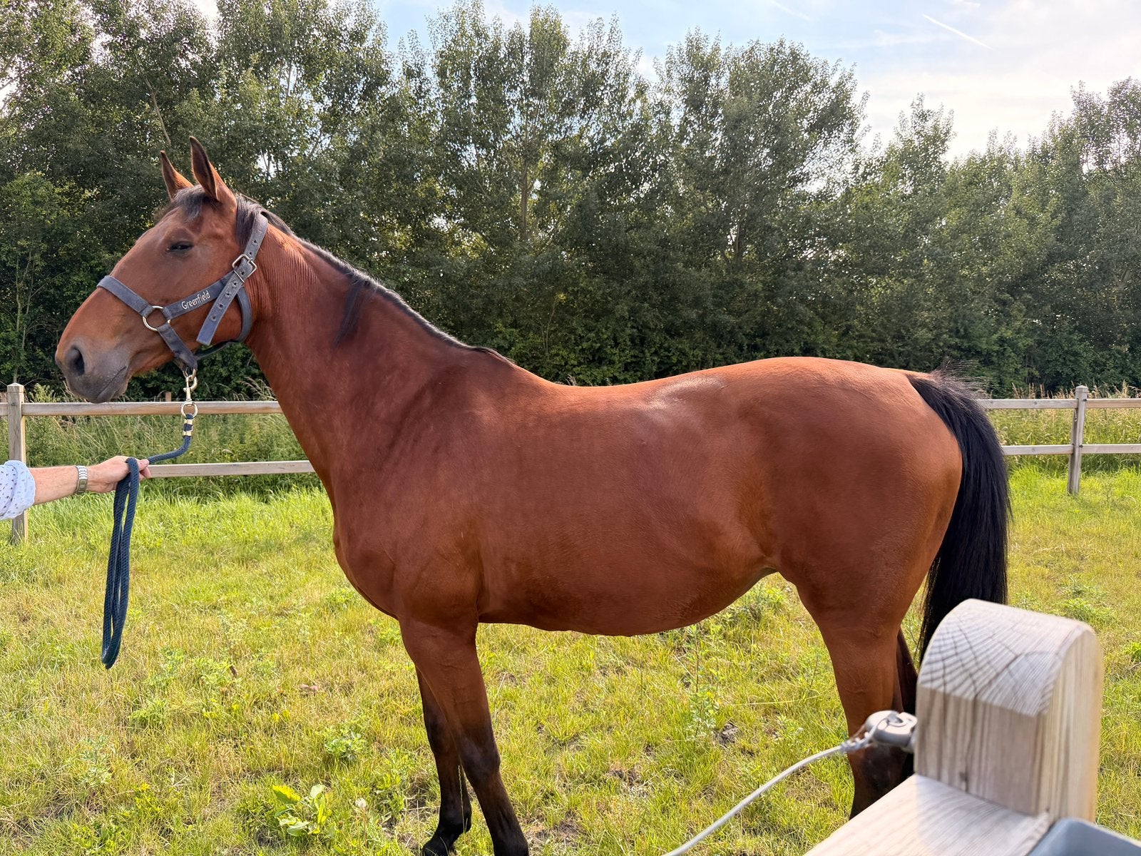 Fokmerrie te koop, Dieren en Toebehoren, L