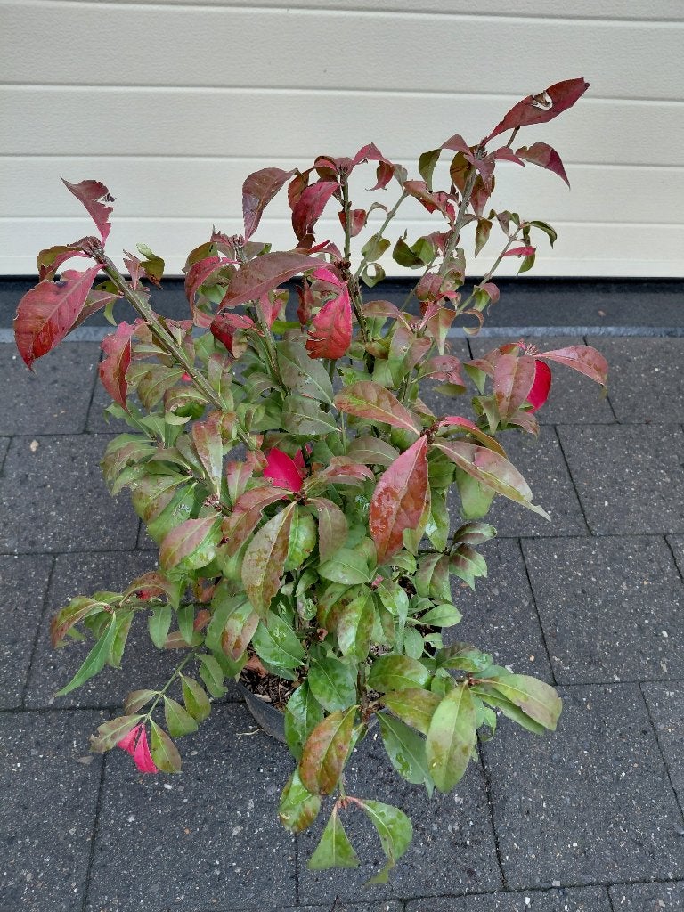 Euonymus Compactus, Ophalen