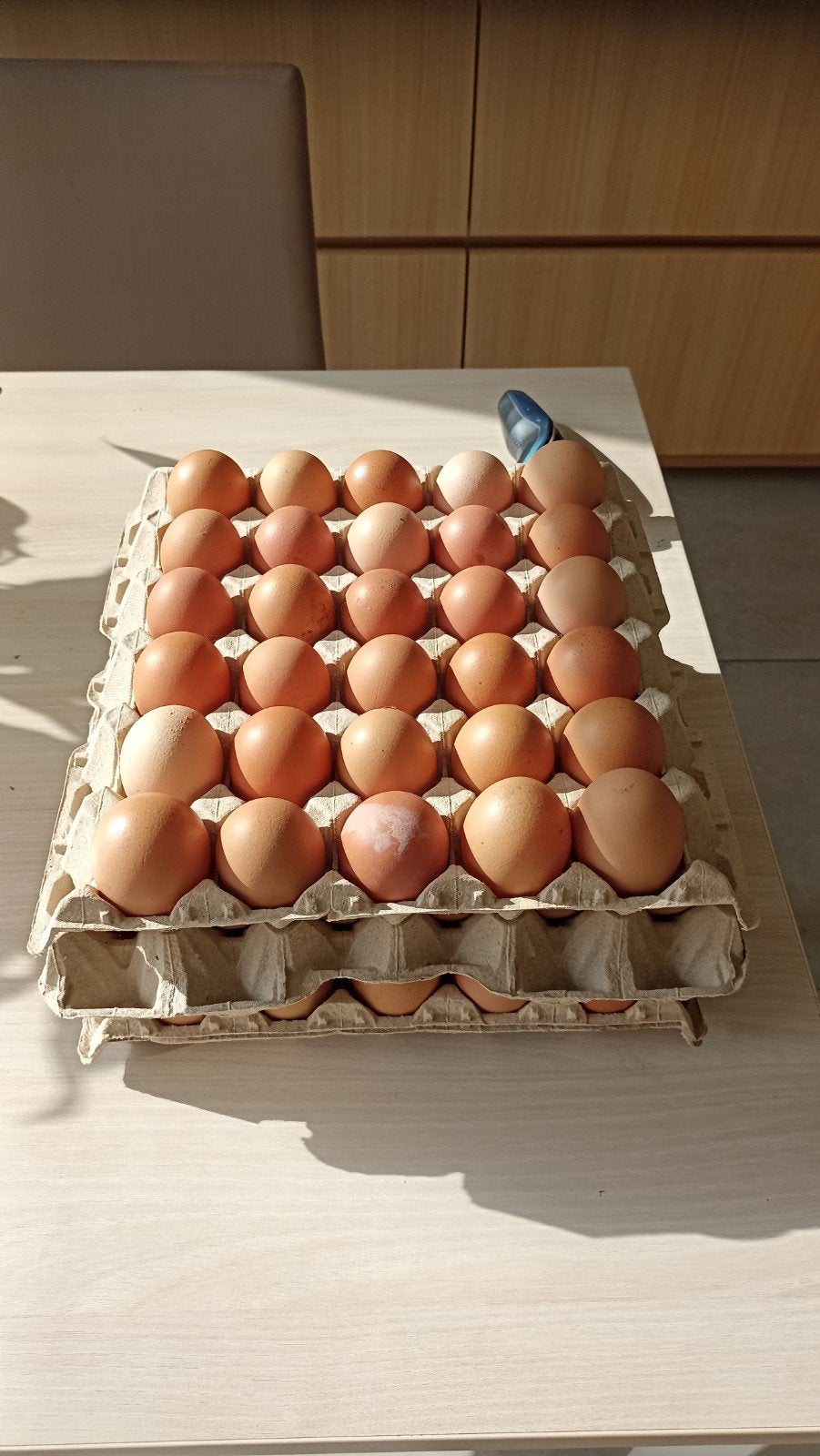 Œufs de poules élevées en liberté ., Animaux & Accessoires, Volatiles