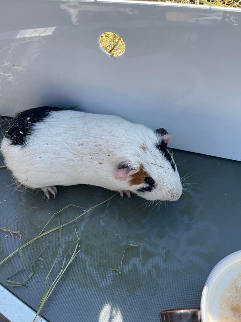 Cavia beertjes, Août, Cobaye