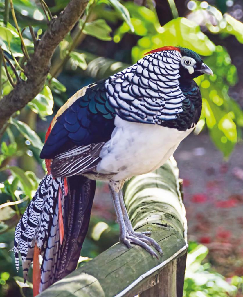 Ladyamherst fazant, Dieren en Toebehoren, Vogels | Overige Vogels, Geringd