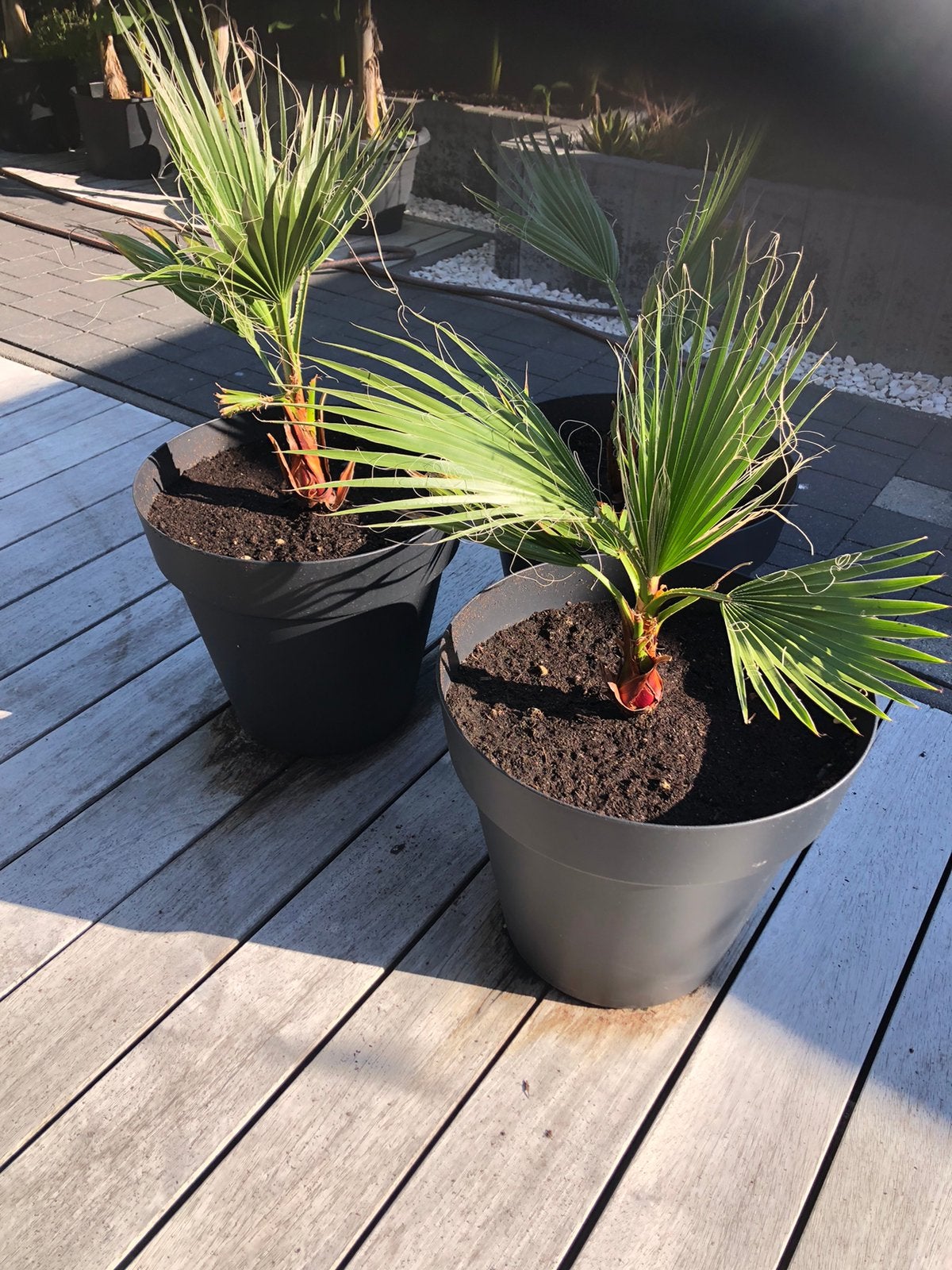 Palmboompjes met pot, Autres espèces, Plein soleil, Été, Enlèvement