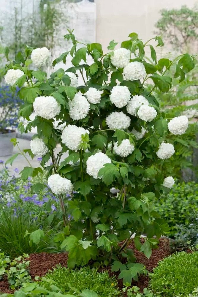 viburnum en leucothoe op overschot, Ophalen