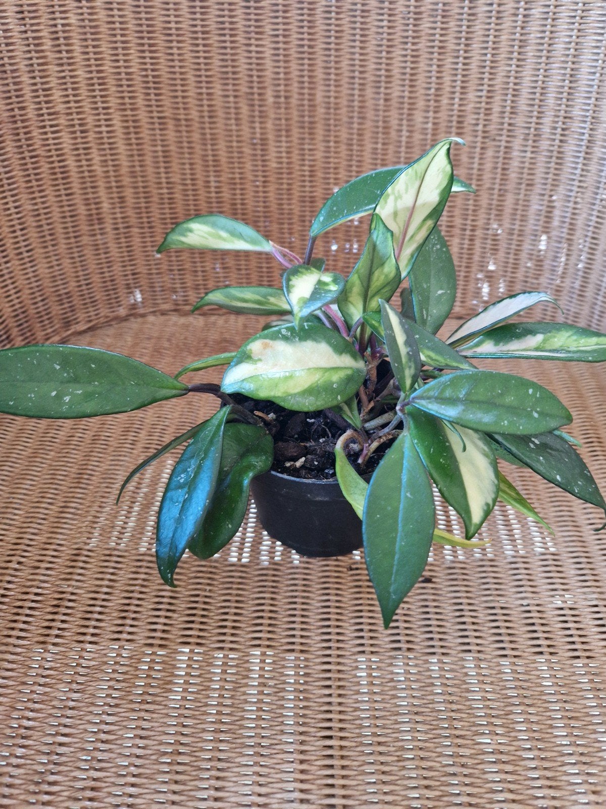 Hoya Krimson princess, Huis en Inrichting, Kamerplanten, Ophalen of Verzenden