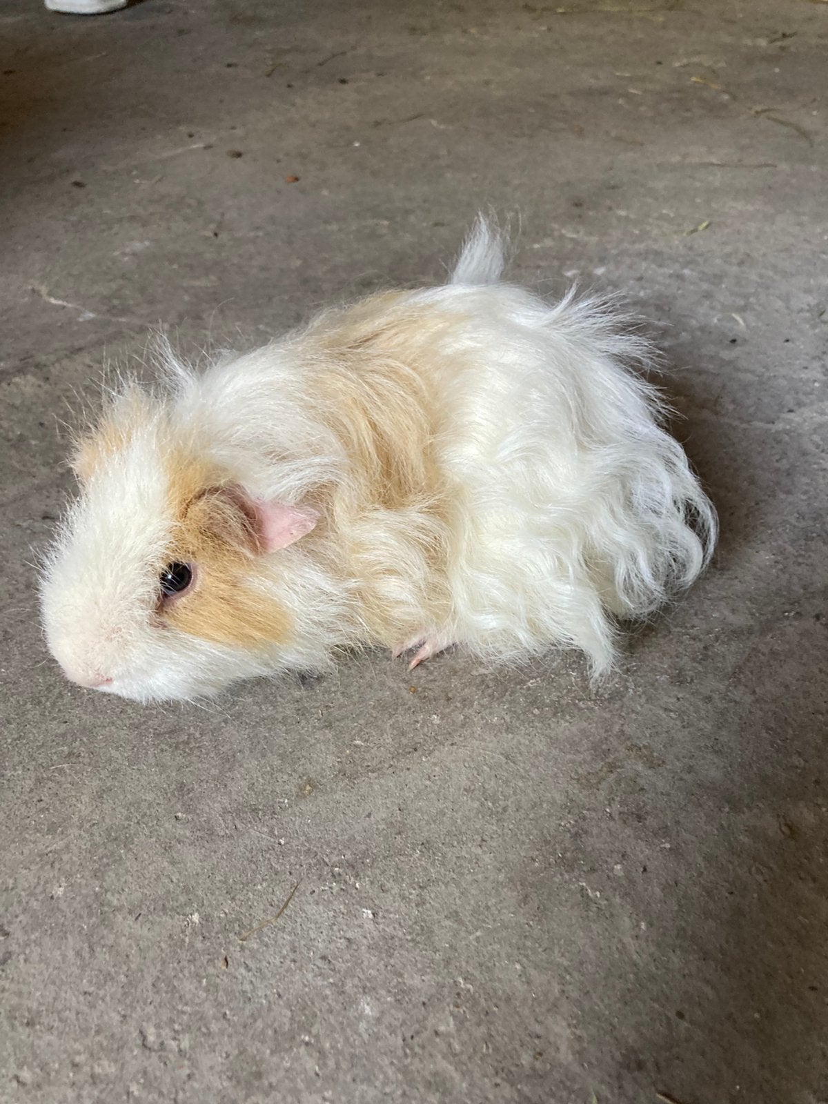 Tessel cavia beer, Dieren en Toebehoren, Februari, Mannelijk, Cavia