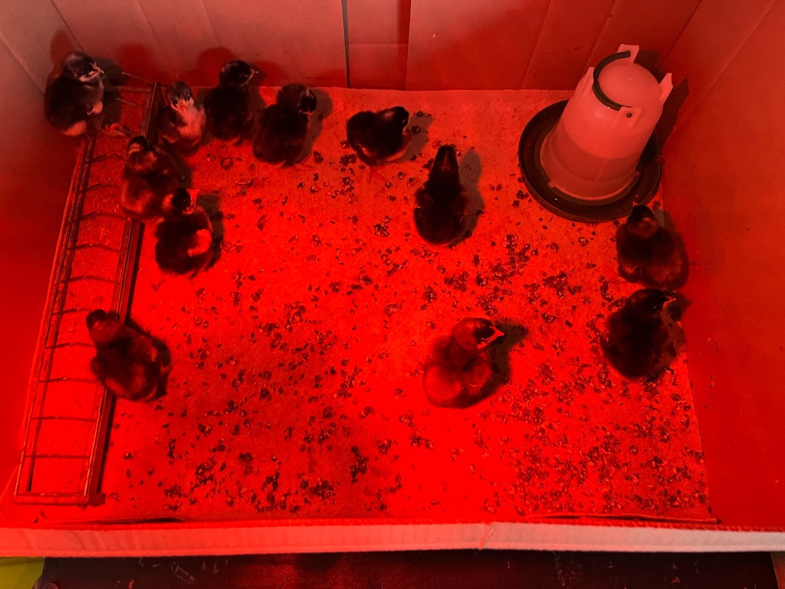 Dagkuikens mechelse koekoek, Dieren en Toebehoren, Mannelijk, Kip