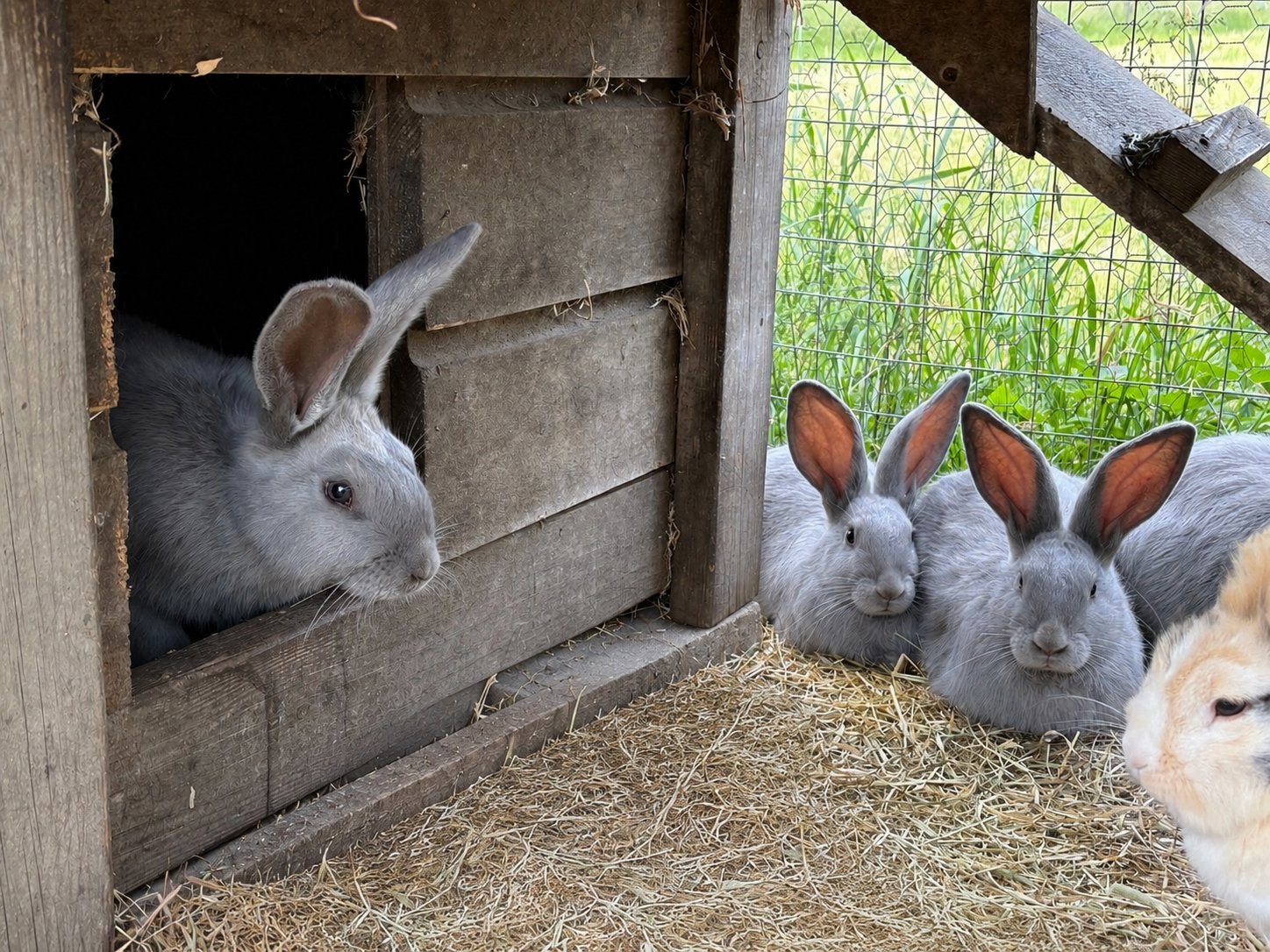 Jonge konijnen- Blauw van sint-niklaas, Meerdere dieren, Overige soorten