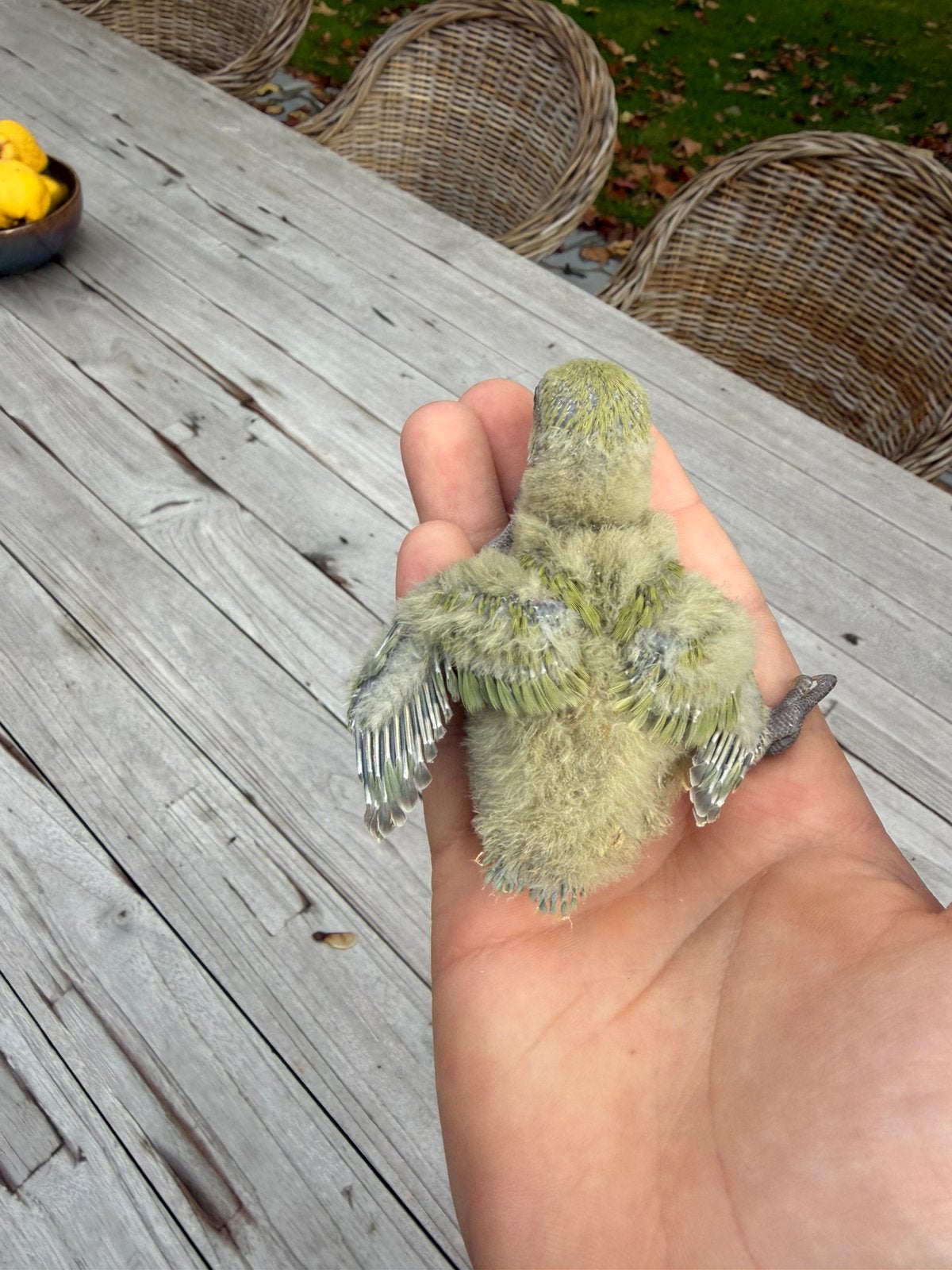 Handtamme baby dwergpapegaaien te koop, Perroquet nain ou Inséparable