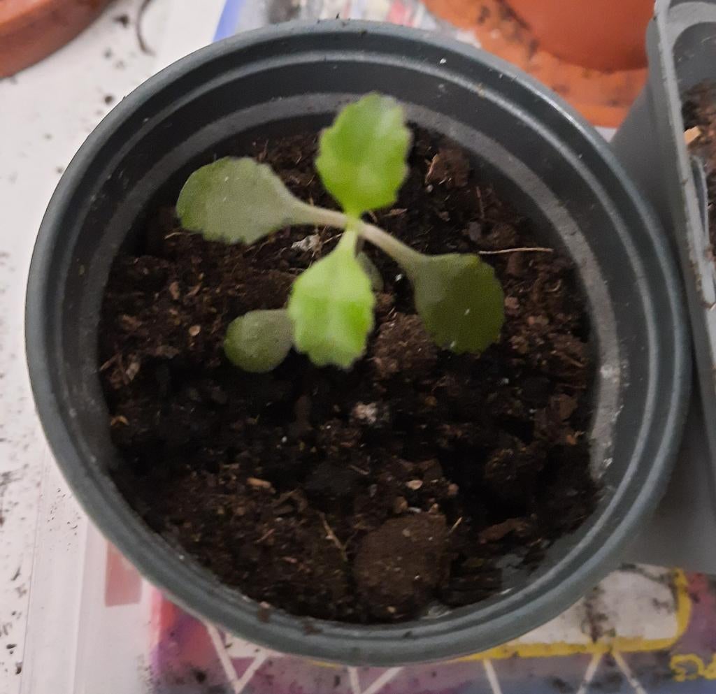 Mother of thousand, Huis en Inrichting, Ophalen, Vetplant, Halfschaduw, In pot