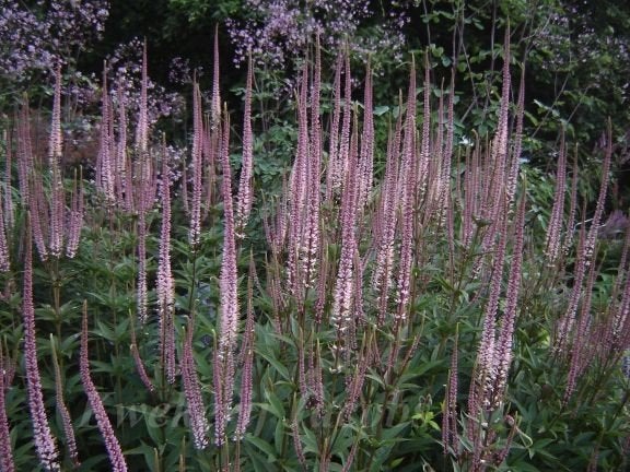 veronica pink glow   in pot, Ophalen, Vaste plant