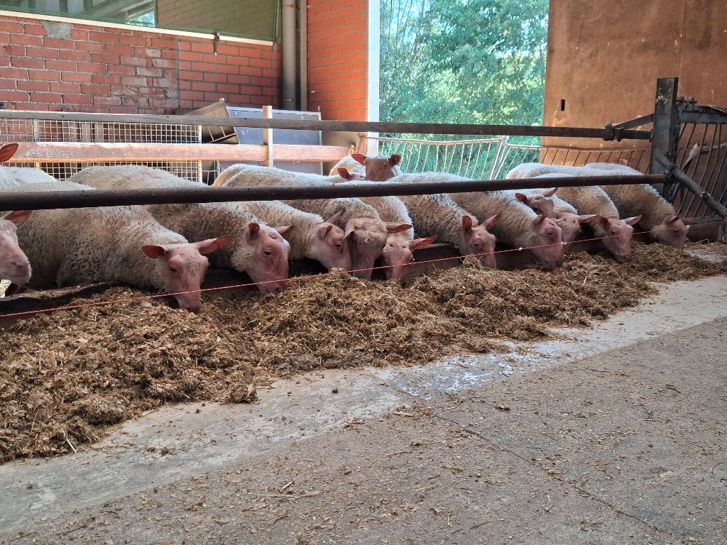 Schapen, rouge de l'ouest, Meerdere dieren, Schaap, 0 tot 2 jaar