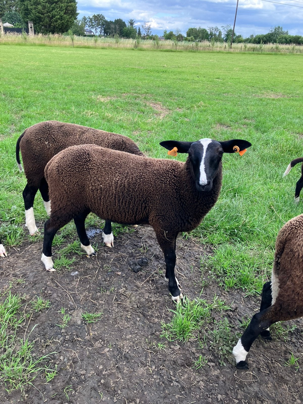 Zwartbles ram, Dieren en Toebehoren, Mannelijk, Schaap, 0 tot 2 jaar