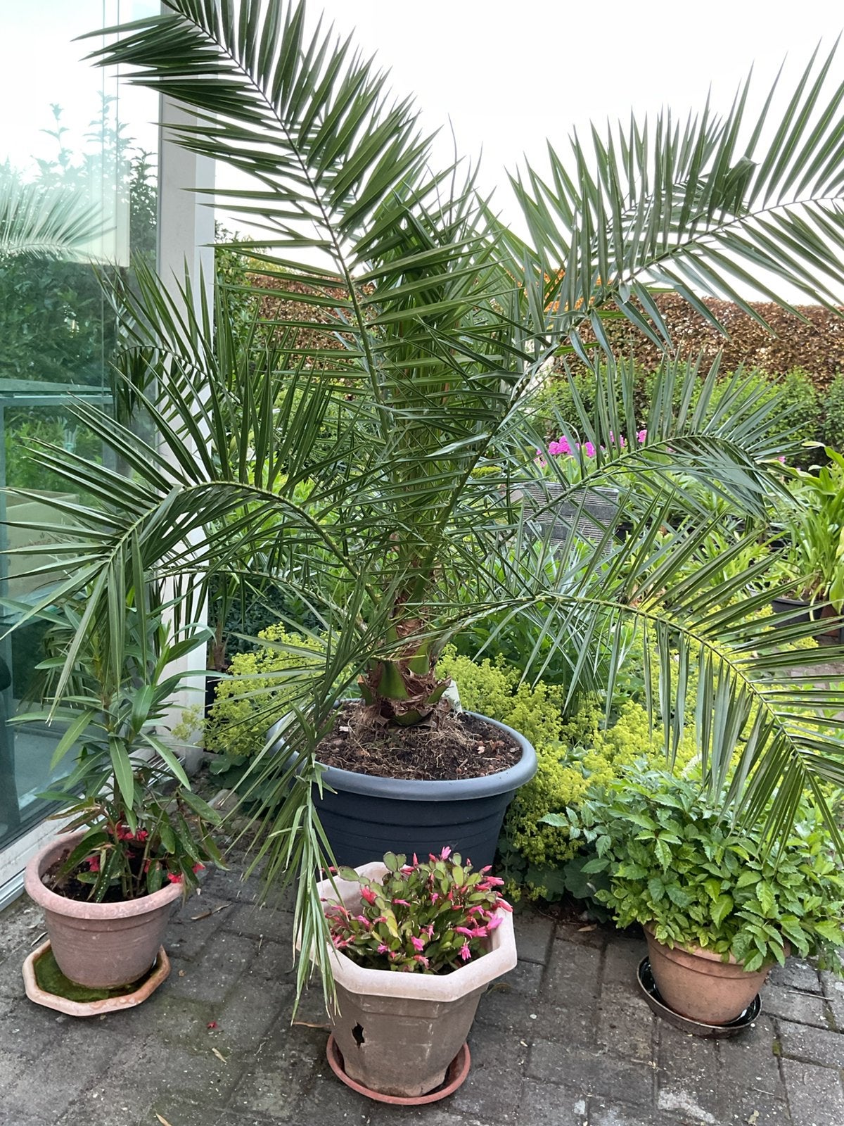 Canarische dadelpalm, Tuin en Terras, Ophalen