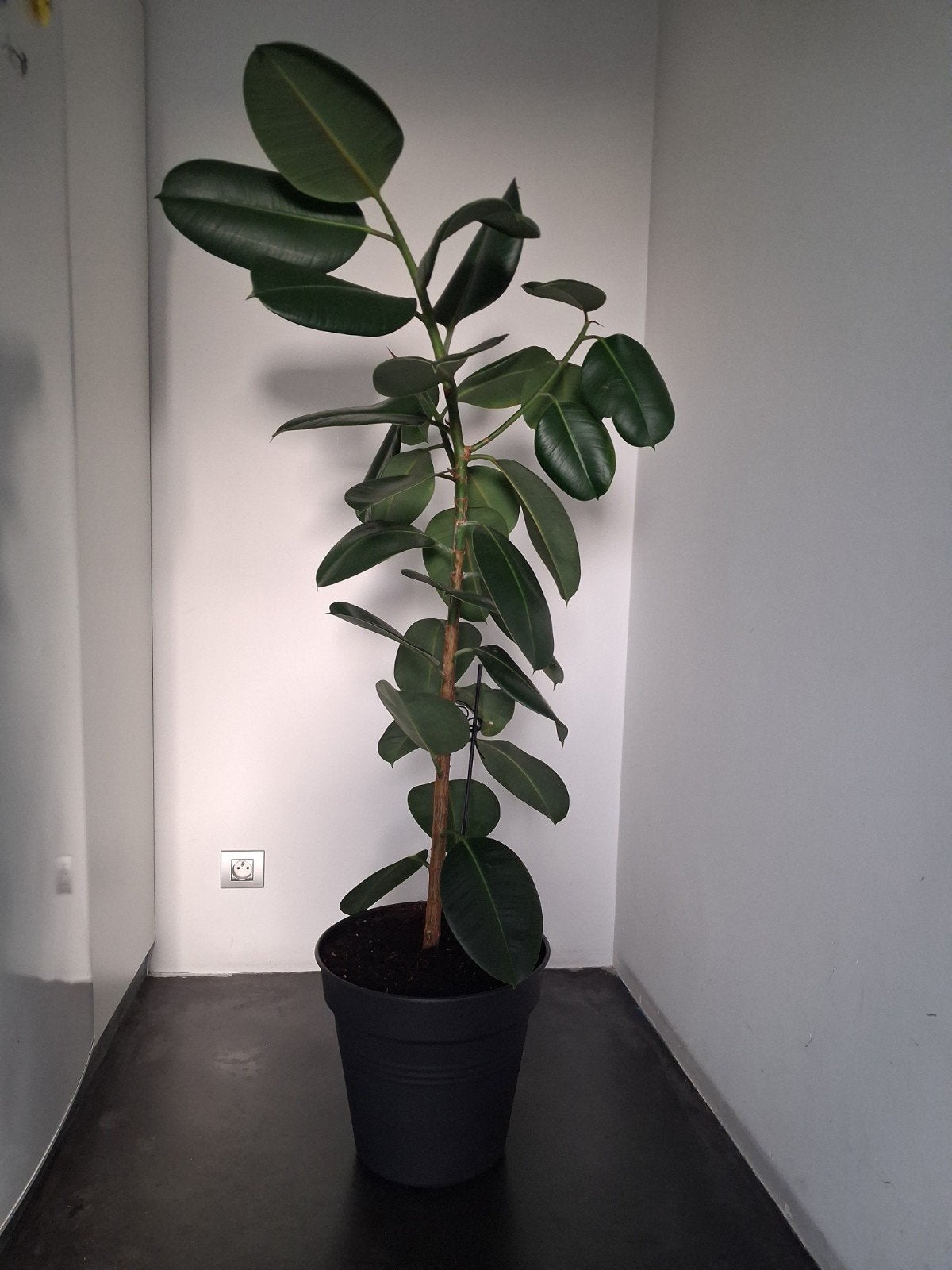 Ficus Robusta, Enlèvement, Ficus