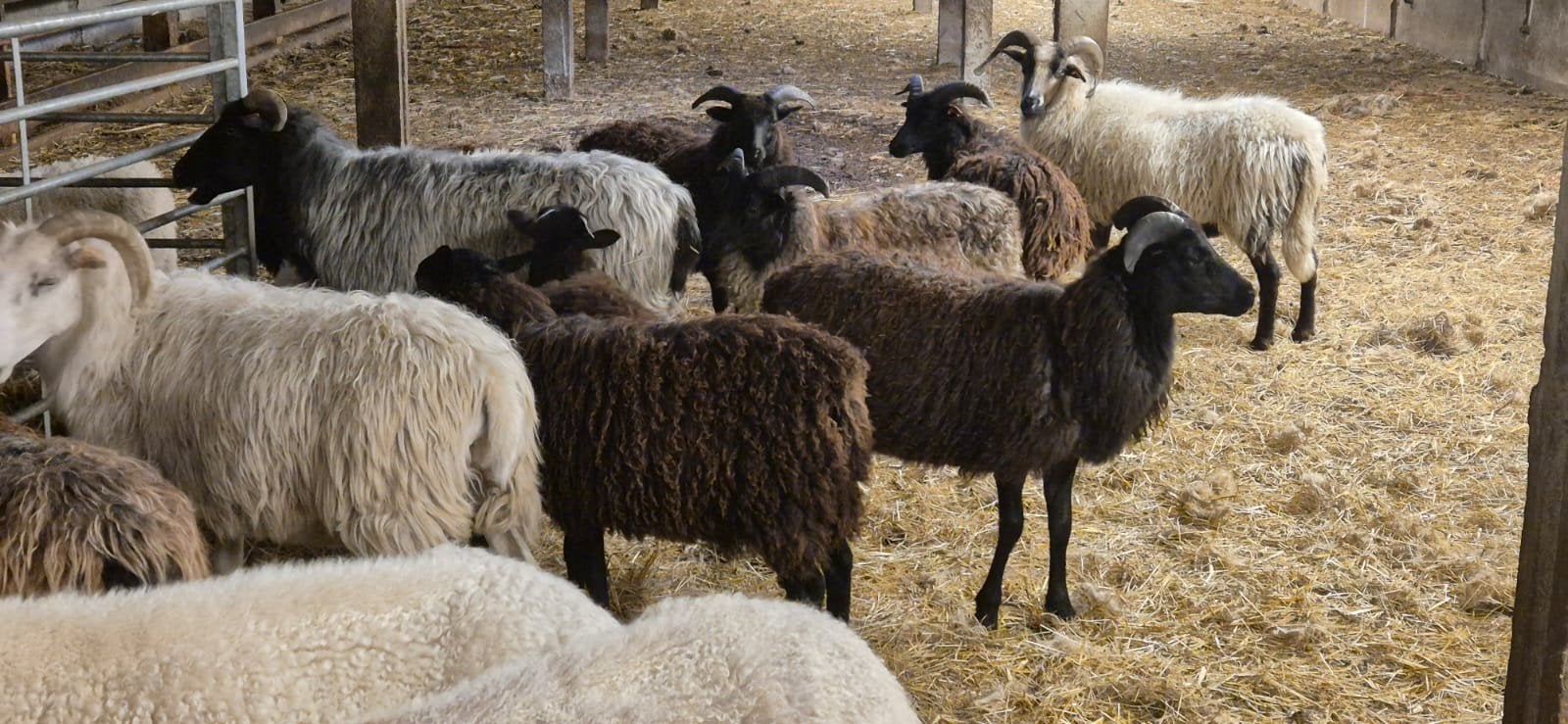 schapen, Dieren en Toebehoren