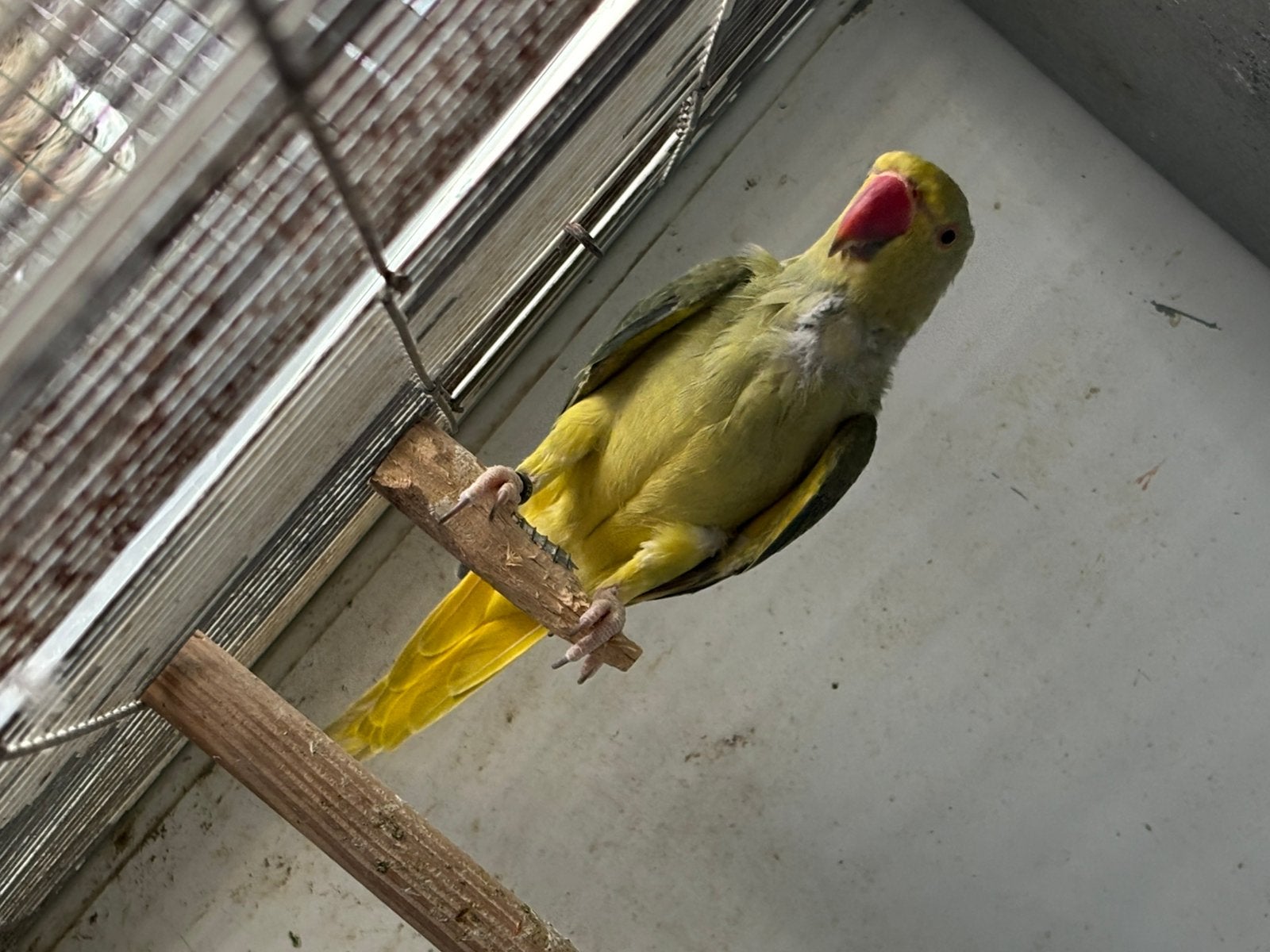 Halsbandparkiet, Dieren en Toebehoren, Geringd