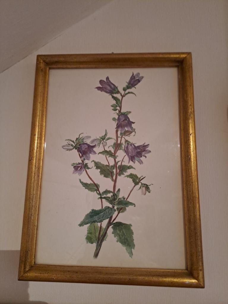 Mooi kader met campanulabloemen, Ophalen