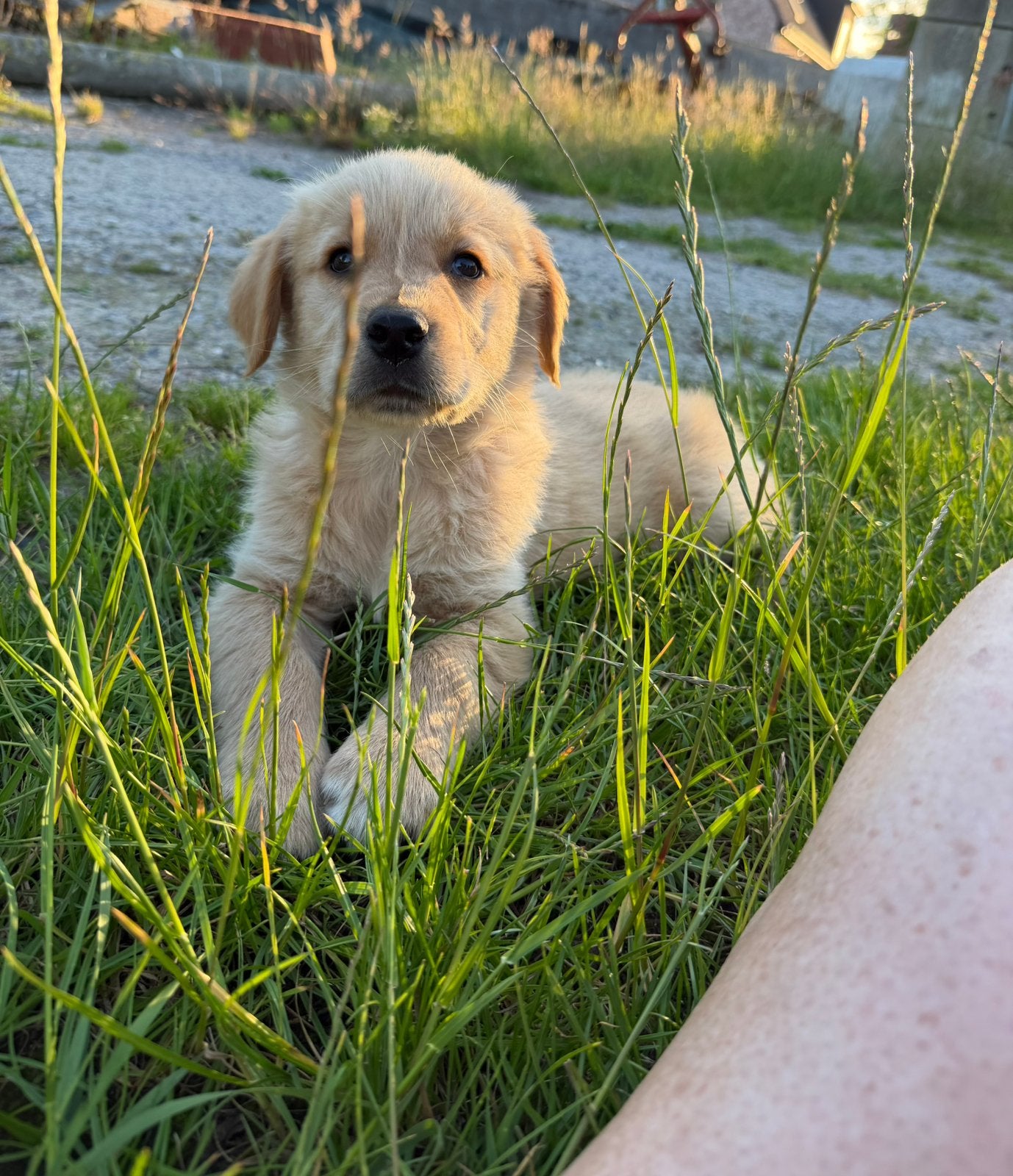 Mooie golden retriever pups!, Dieren en Toebehoren, België, 8 tot 15 weken, Meerdere, Meerdere dieren