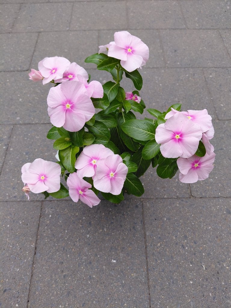 Catharanthus, Tuin en Terras, Ophalen, Halfschaduw