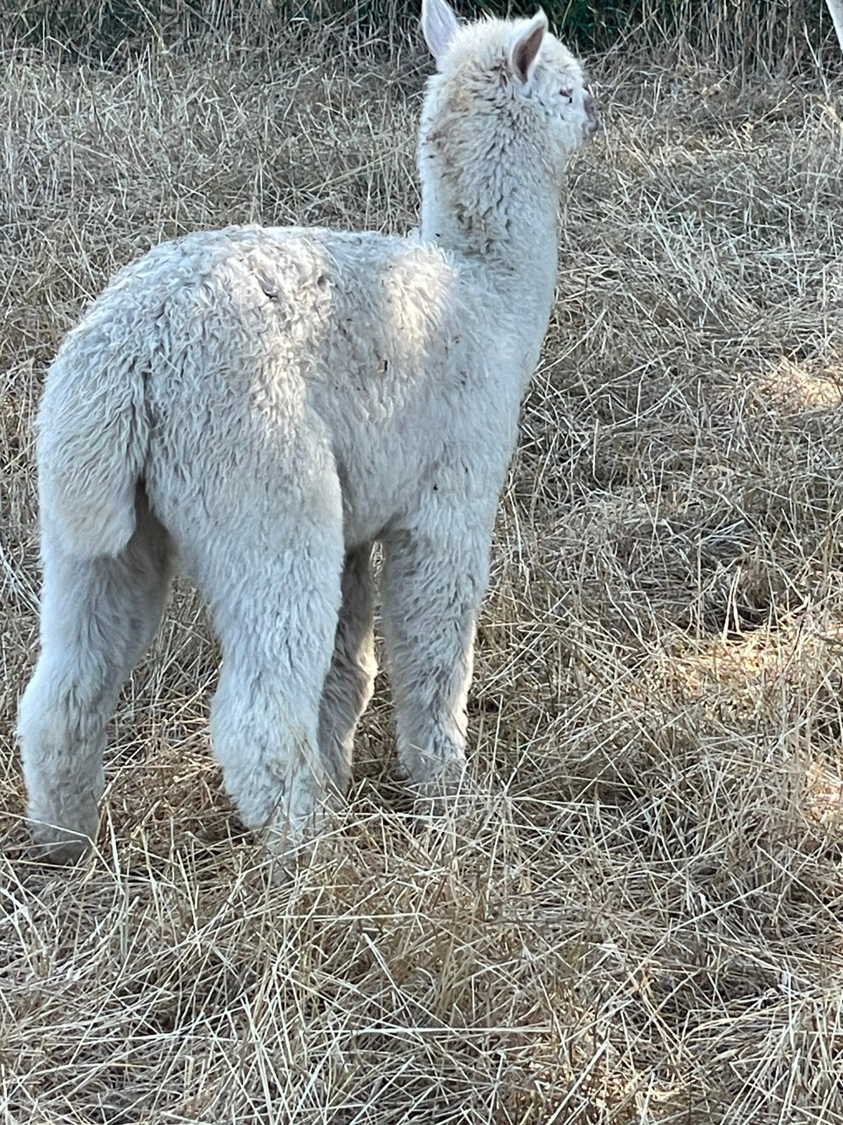 Alpaca hengst wit, Mai, Mâle