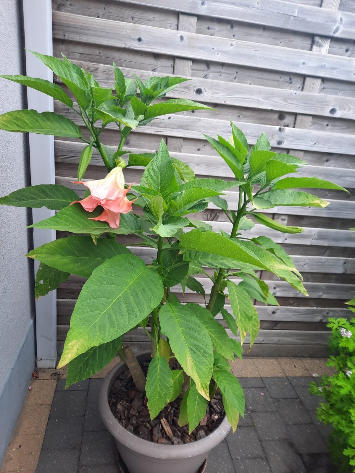 Roze brugmansia, Ophalen