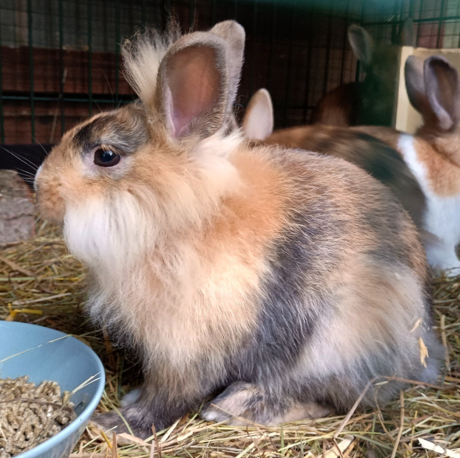 Dwergkonijntjes, Meerdere dieren, Dwerg, 0 tot 2 jaar