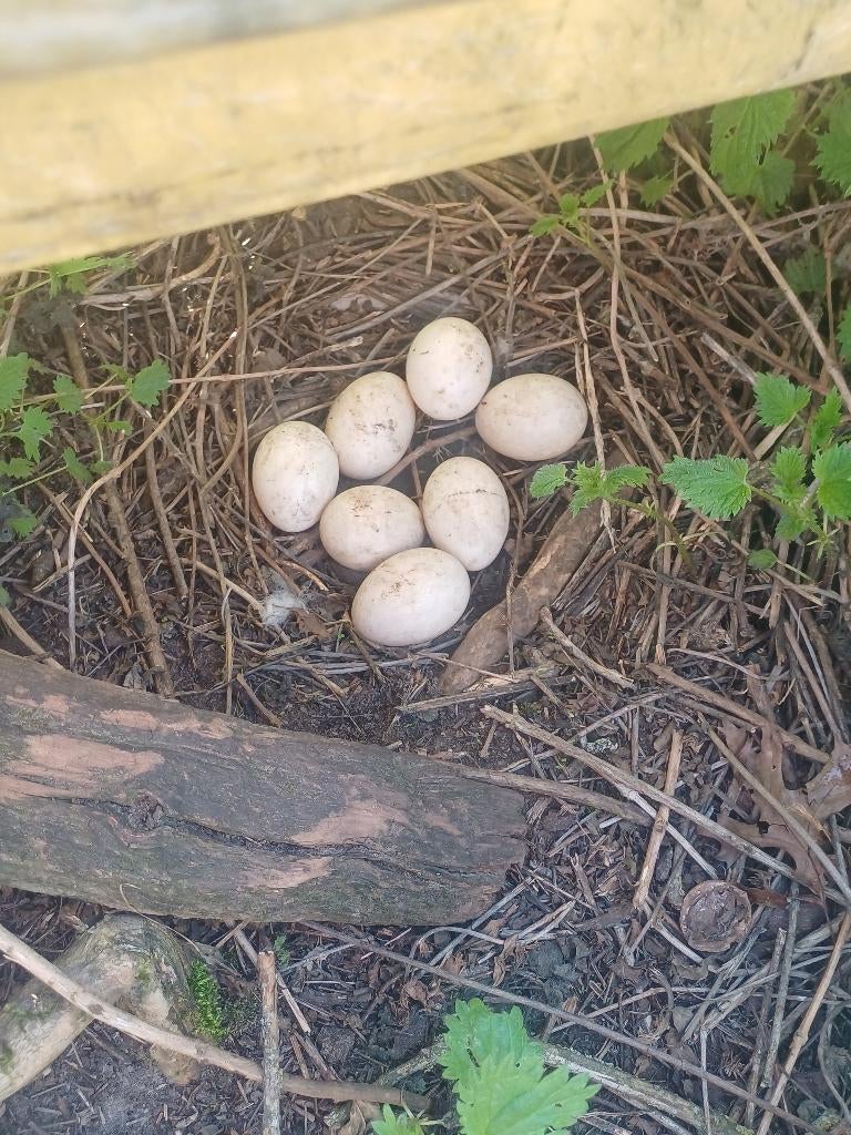 Eieren van barbrieeenden muskuseenden  te koop, Meerdere dieren, Eend