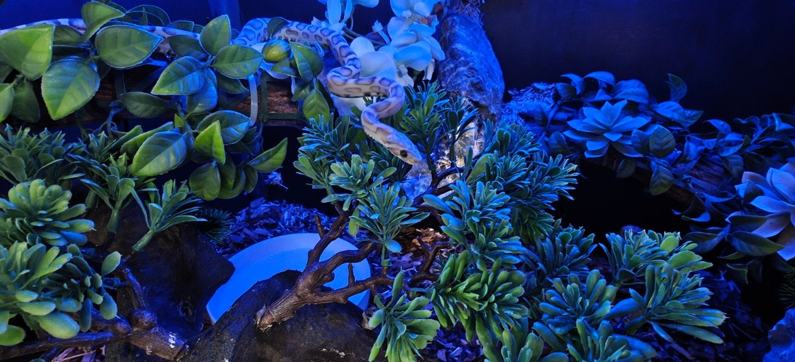 korenslang scaleless anery, Serpent, Domestique, 0 à 2 ans