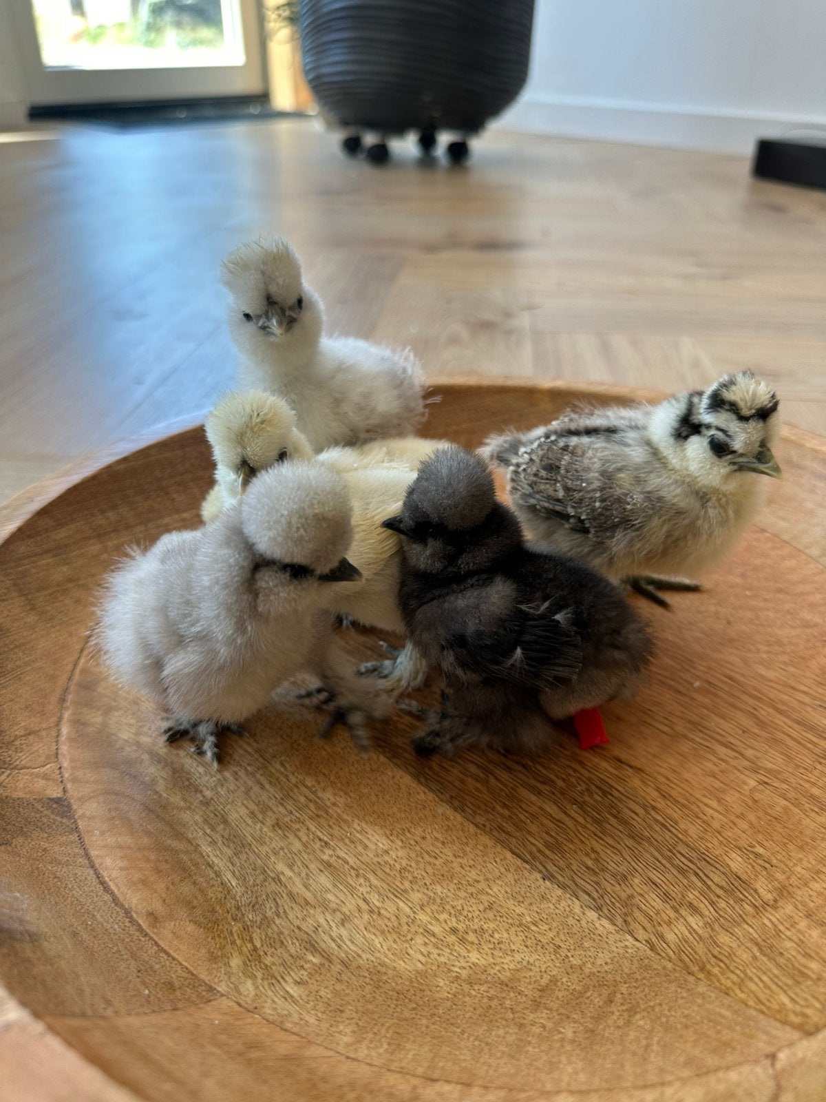 Raszuivere USA zijdehoen kuikentjes (natuurbroed), Dieren en Toebehoren, Geslacht onbekend, Kip