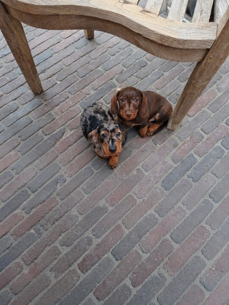 Puppies Teckel Teefjes. Kort x Ruwharig. Choco & Merle., Dieren en Toebehoren, België, Standaard, Fokker | Hobbymatig, 8 tot 15 weken