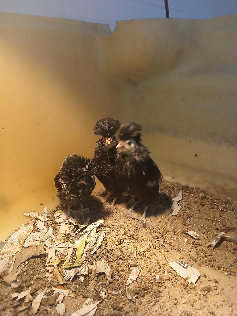 padua kuikens, Dieren en Toebehoren