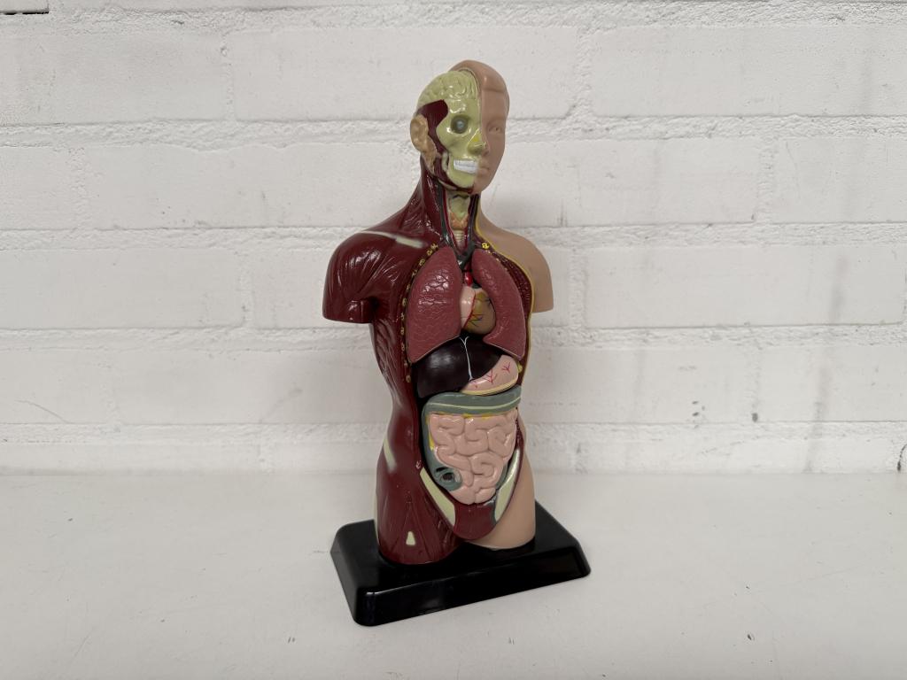 Anatomisch Model, Antiek en Kunst