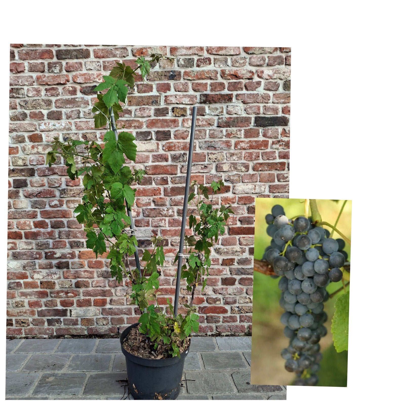 Druivelaar in pot, Ophalen