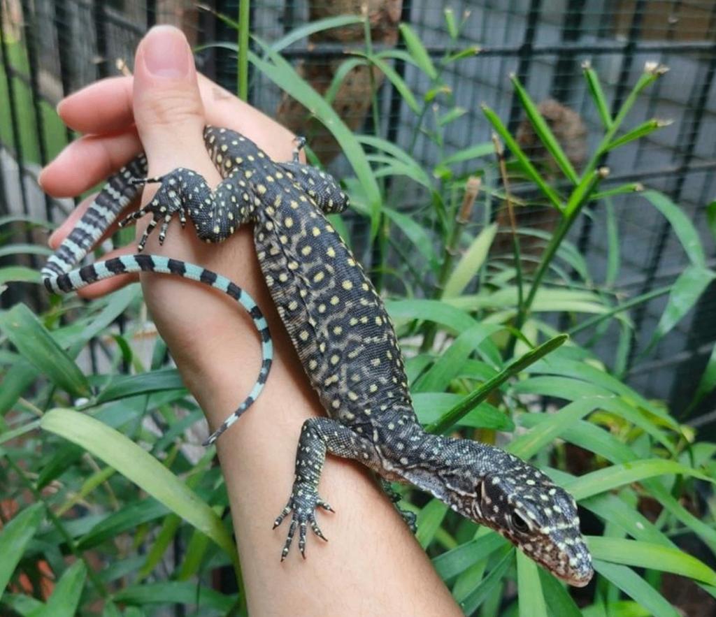Varanus doreanus Jayapura 2025, Animaux & Accessoires