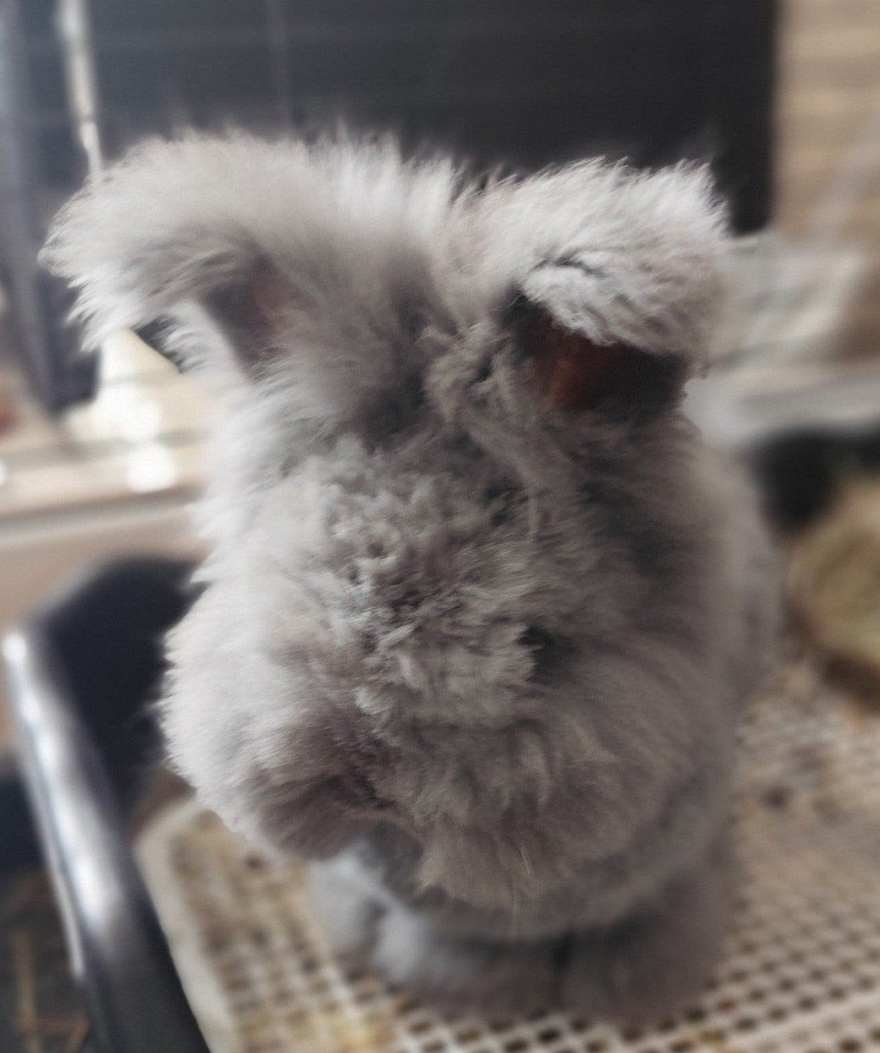 Raszuiver Engels Angora baby's, Animaux & Accessoires, Rongeurs, Juillet, Domestique