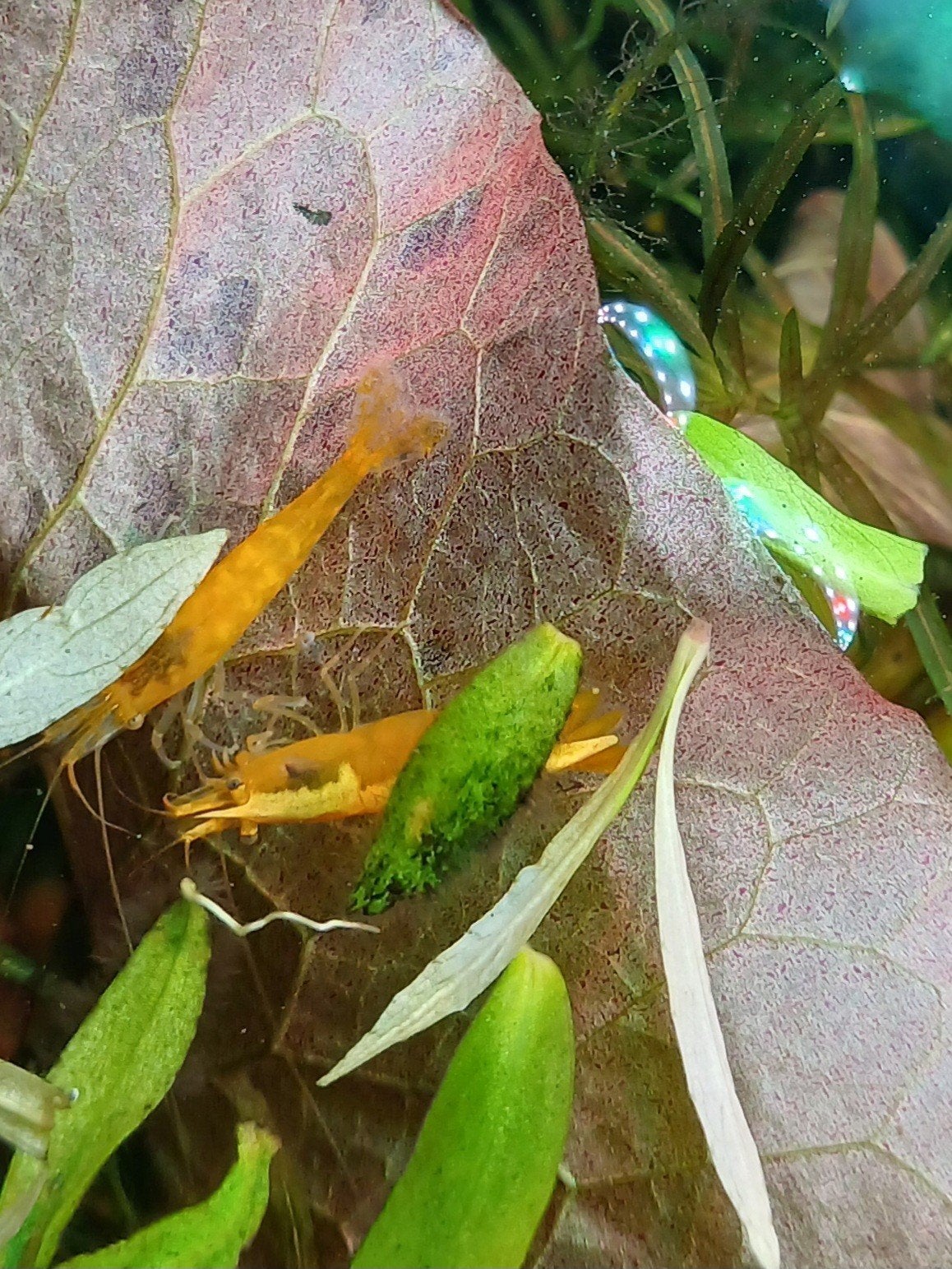 crevettes jaunes au feu de néon
