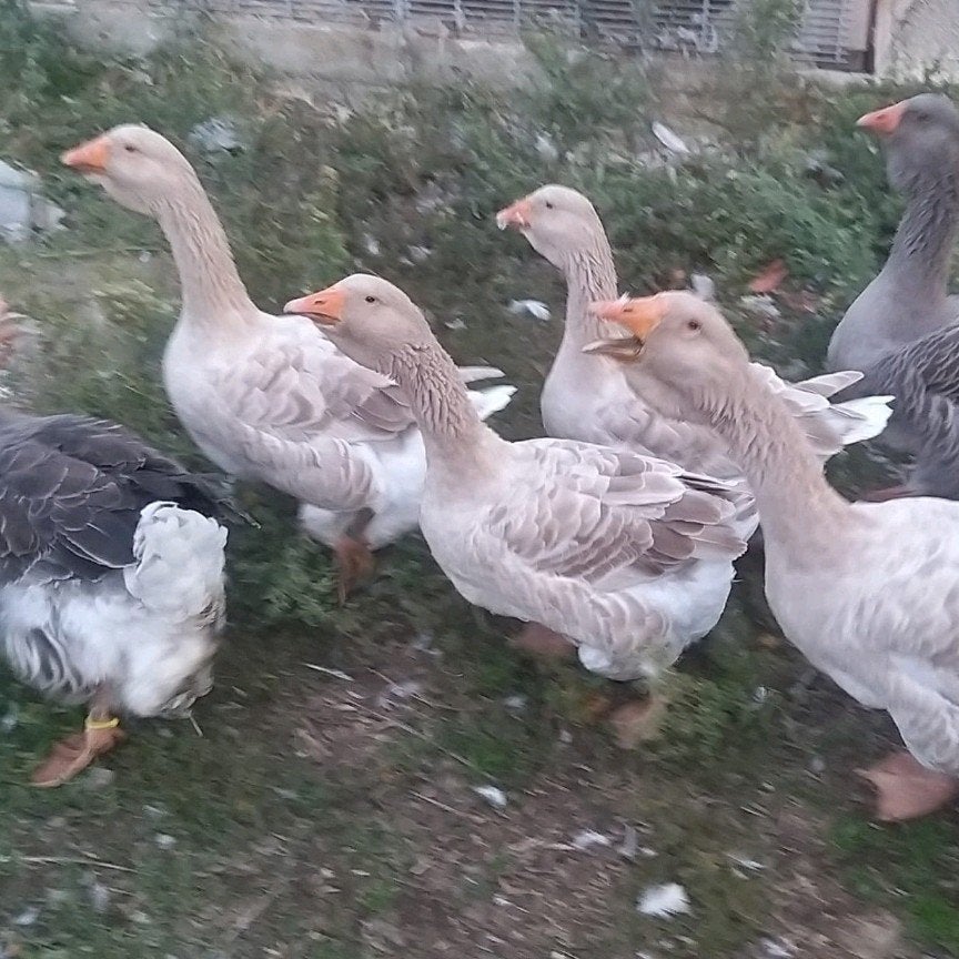 toulouze ganzen, Dieren en Toebehoren, Meerdere dieren, Gans of Zwaan