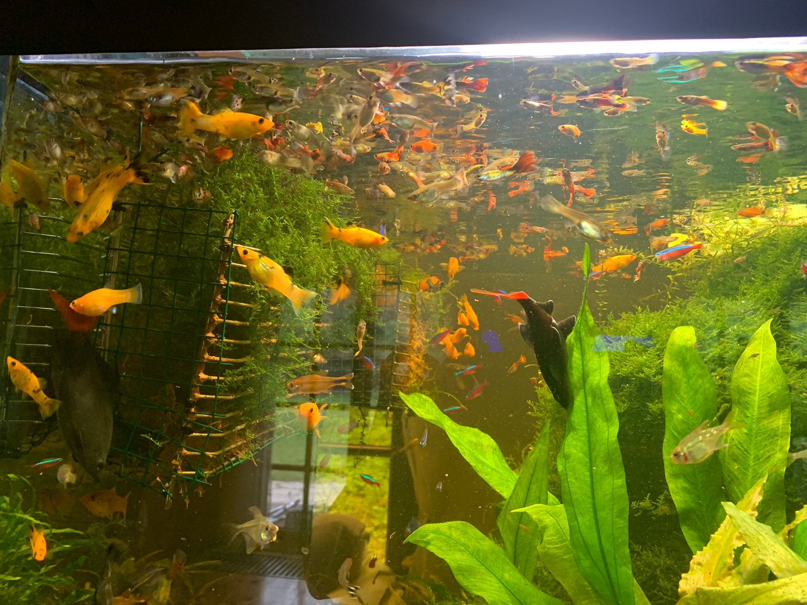 Volwassen molly’s en guppy’s, Dieren en Toebehoren, Vissen | Aquariumvissen