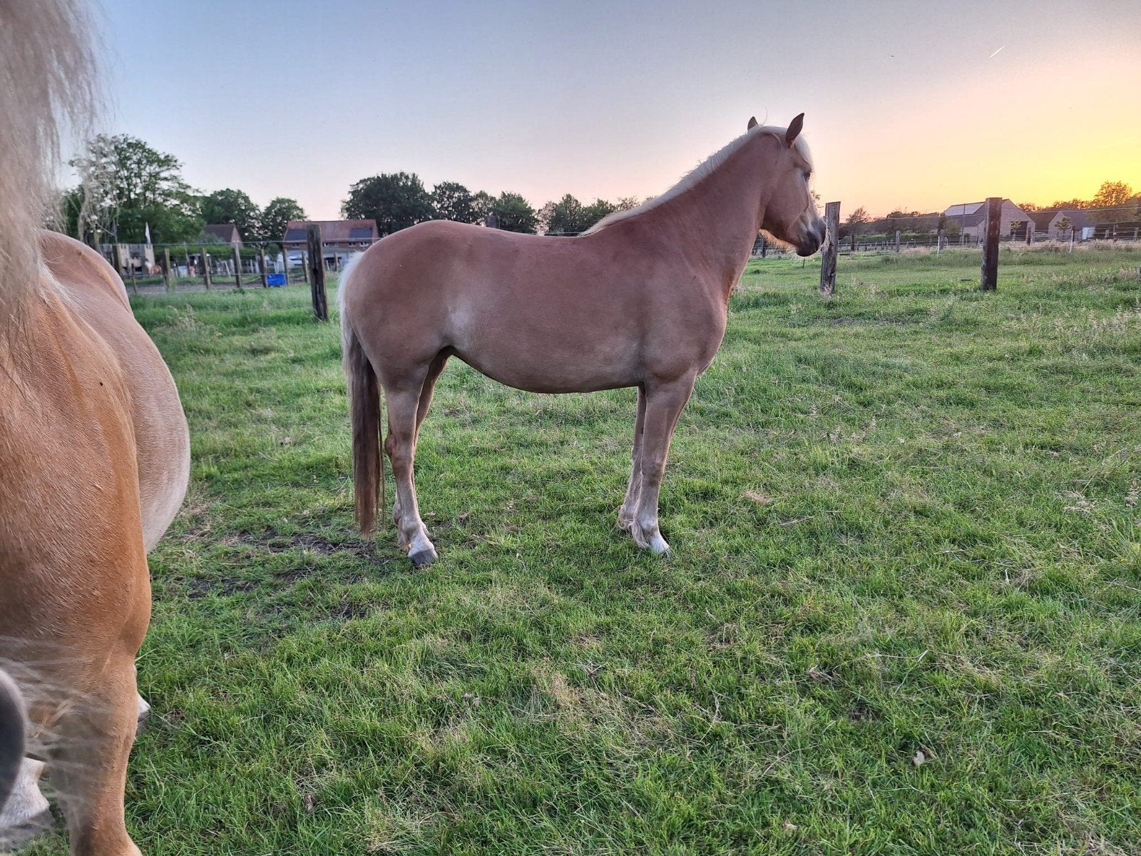 4 jarige haflinger (groen ), Dieren en Toebehoren, Merrie, Minder dan 160 cm, Met stamboom, 3 tot 6 jaar