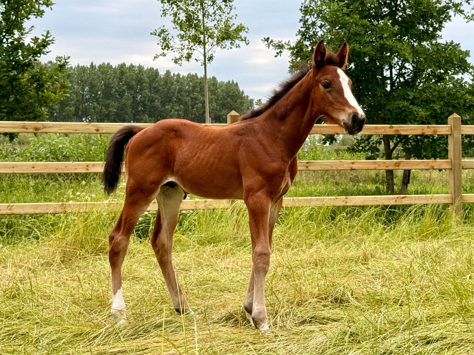 Hengstenveulen van Fantomas de Muze, Springpaard, Minder dan 160 cm, Met stamboom, 0 tot 2 jaar
