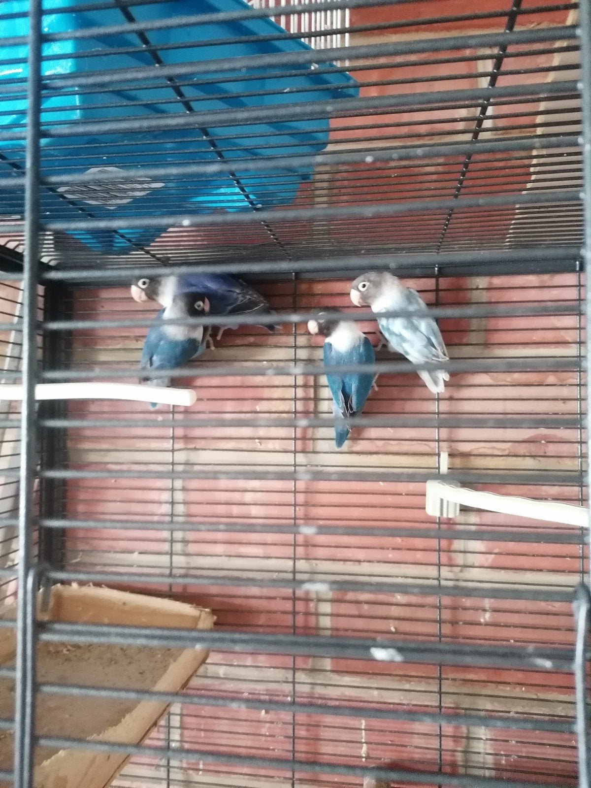 dwergpapegaai personata