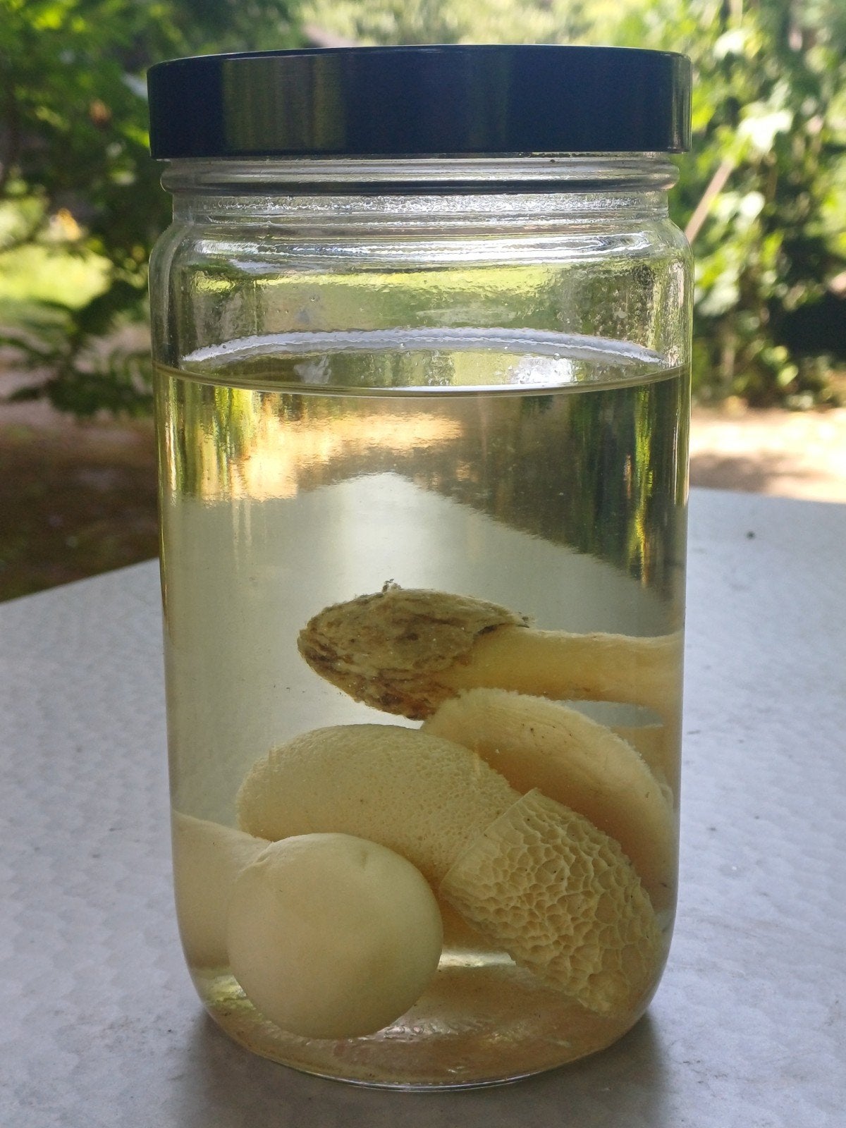3 paddenstoelen op sterk water, Antiek en Kunst, Curiosa en Brocante, Ophalen