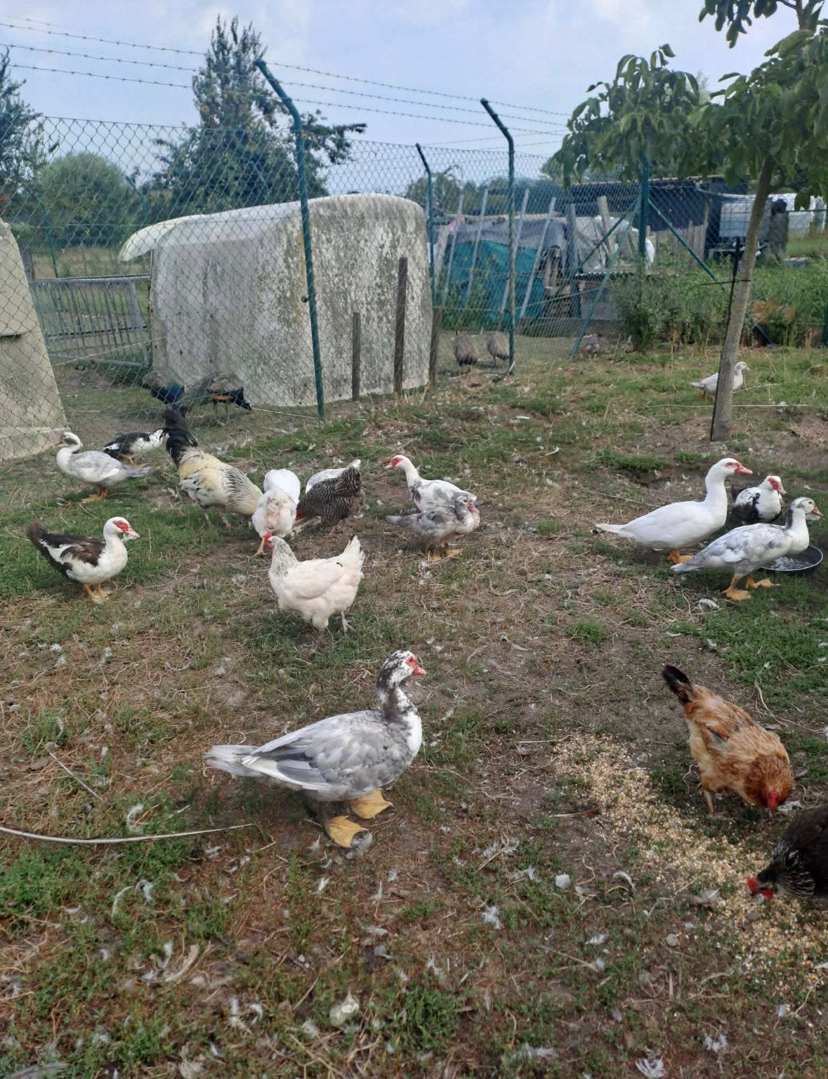 Eenden, Dieren en Toebehoren, Meerdere dieren, Eend