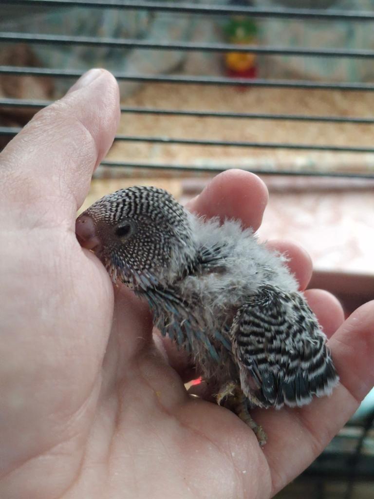 Handtamme baby grasparkiet, Dieren en Toebehoren