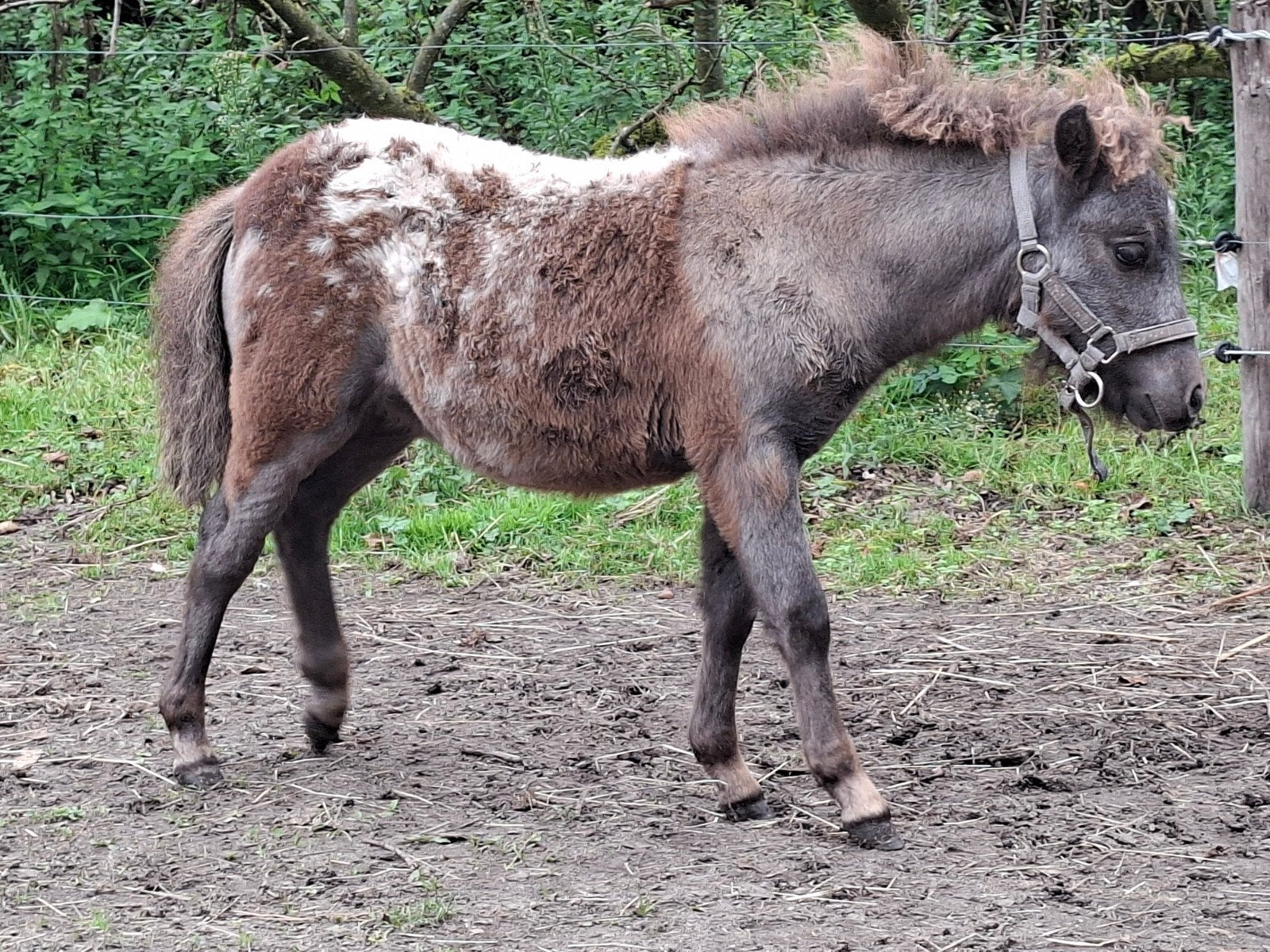 appaloosa hengst veulen 🧚, Dieren en Toebehoren, Hengst