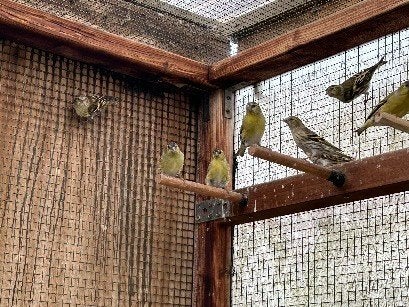 Sijzen 2026, Meerdere dieren, Wildzangvogel, Geringd